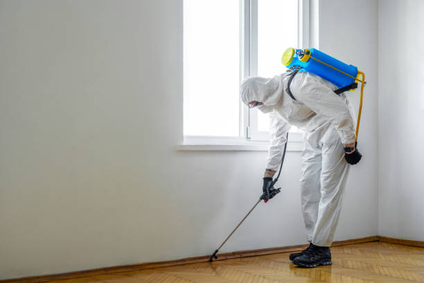 Best Wasp Removal Services  in Springfield, MA