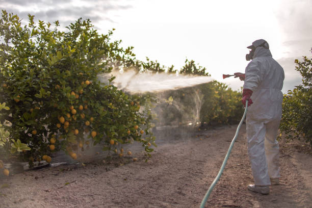 Best Termite Control Services  in Springfield, MA