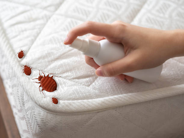 Best Emergency Pest Control  in Springfield, MA