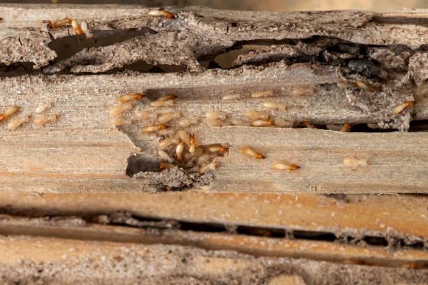Best Commercial Pest Control Services  in Springfield, MA